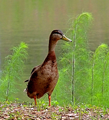 [The mallard has very little teal on its head and its belly is very visible because it stands upright exposing nearly all of it. The duck looks quite tall. The belly color is a mixture of grey and rust.]